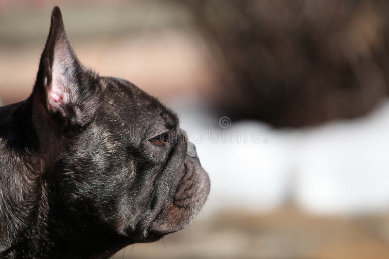 Parco nero del bulldog francese fotografia stock libera da diritti Parco nero del bulldog francese fotografia stock libera da diritti
