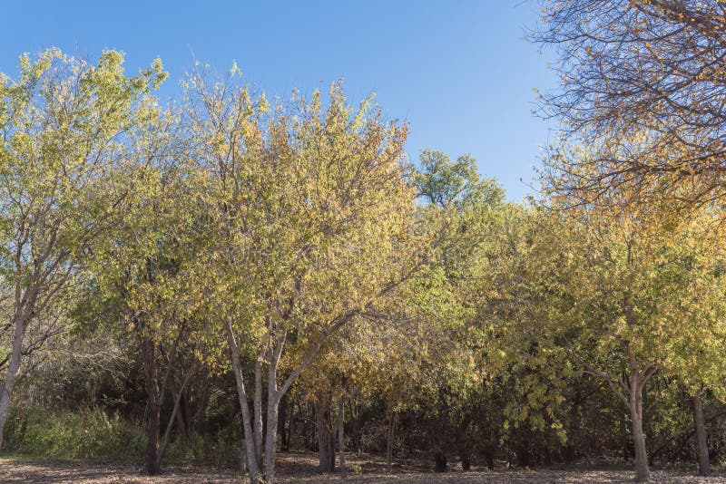 parco vibrante della città con colore del fogliame di caduta al tramonto a Dallas suburbana, il Texas, U.S.A. fotografia stock libera da diritti parco vibrante della città con colore del fogliame di caduta al tramonto a Dallas suburbana, il Texas, U.S.A. fotografia stock libera da diritti