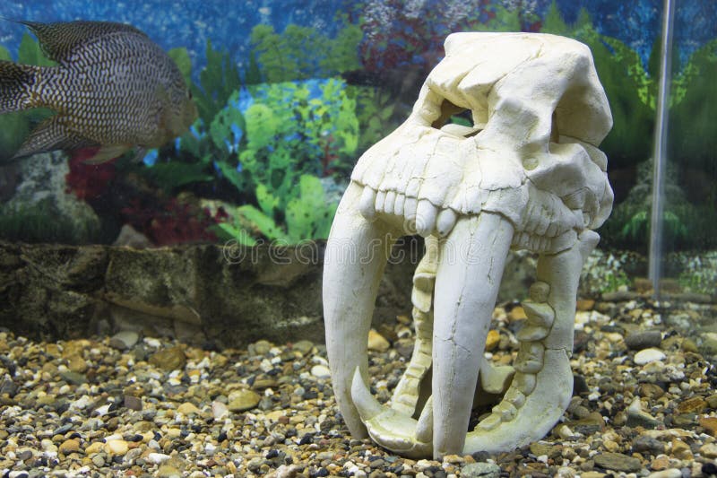 Parco zoologico di Novosibirsk Acquario con il pesce e le piante fotografie stock libere da diritti Parco zoologico di Novosibirsk Acquario con il pesce e le piante fotografie stock libere da diritti