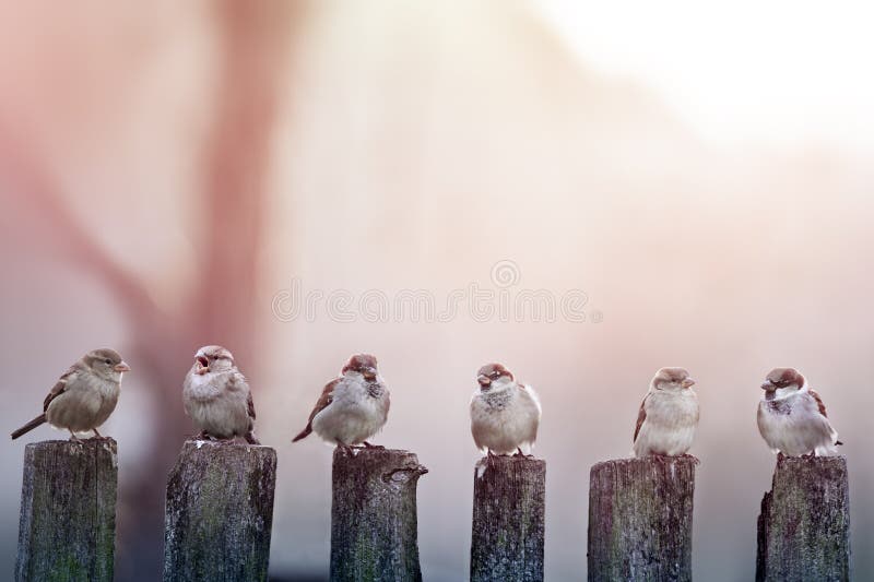 Pardais imagem de stock royalty free Pardais imagem de stock royalty free