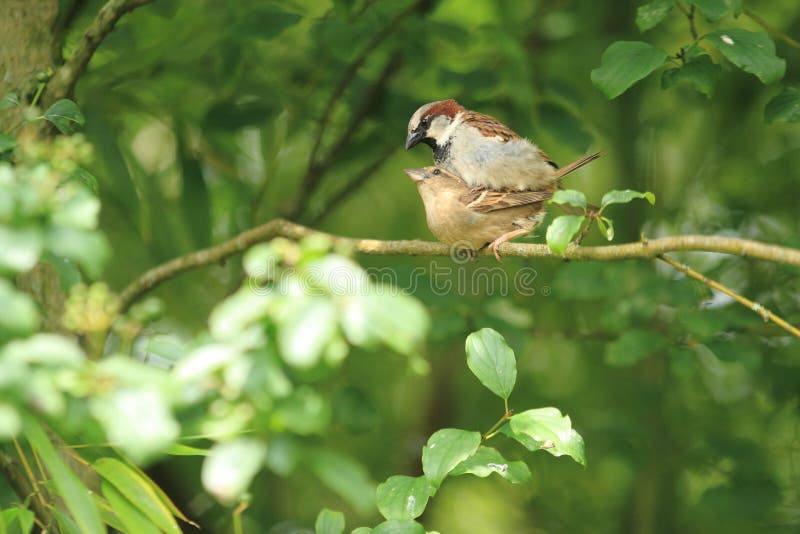 Pardais de casa de acoplamento foto de stock royalty free