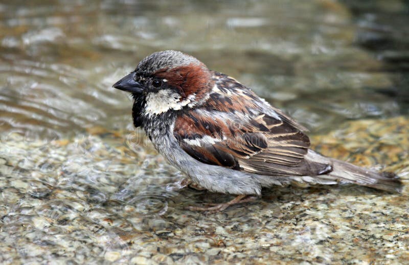 Pardal imagens de stock royalty free