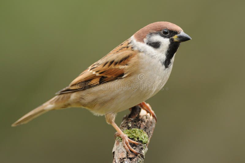 Pardal fotos de stock