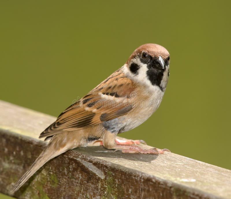 Pardal foto de stock