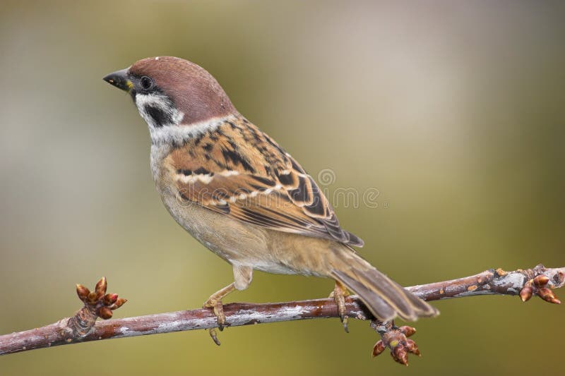 Belo pardal num ramo imagens de stock royalty free