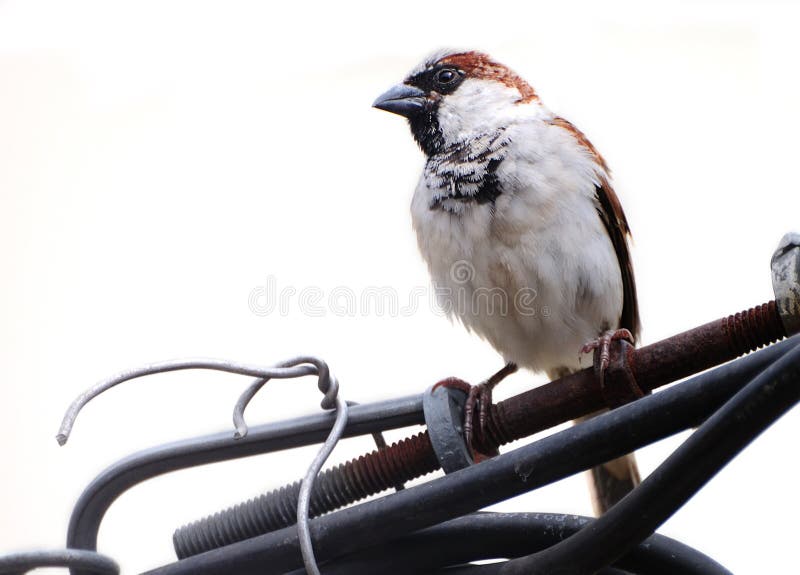 Pardal-doméstico fotografia de stock royalty free