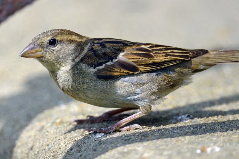 Pardal-doméstico imagem de stock royalty free