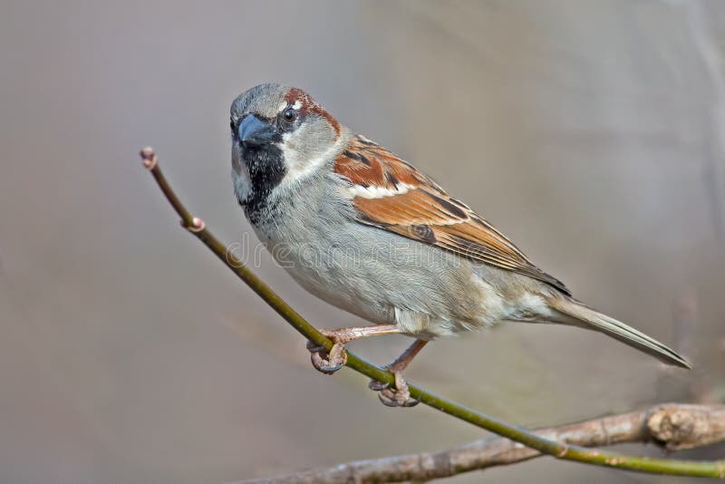 Pardal-doméstico macho imagem de stock