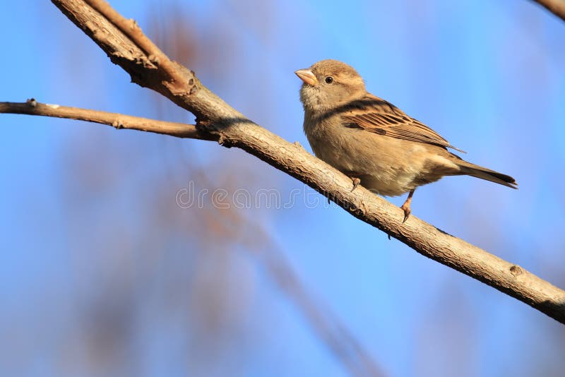 Pardal de árvore foto de stock royalty free