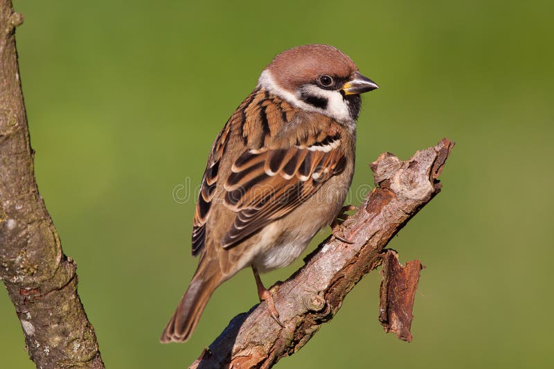 Pardal-comum imagem de stock royalty free