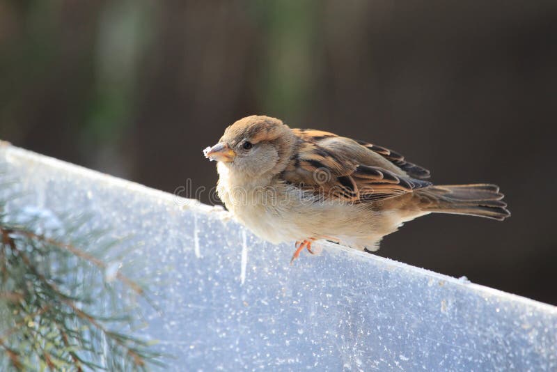 Pardal de árvore euro-asiático foto de stock