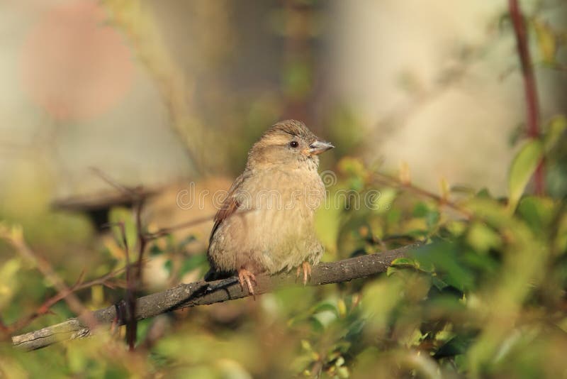 Pardal de árvore euro-asiático fotografia de stock