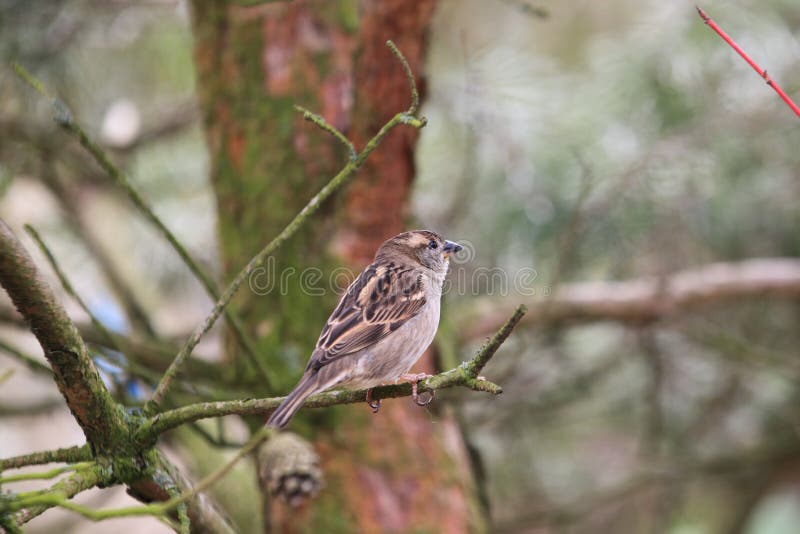 Pardal de árvore euro-asiático imagem de stock
