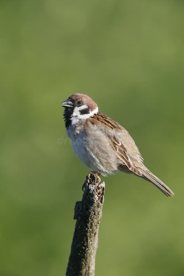 Pardal-montês, Passer montanus fotos de stock