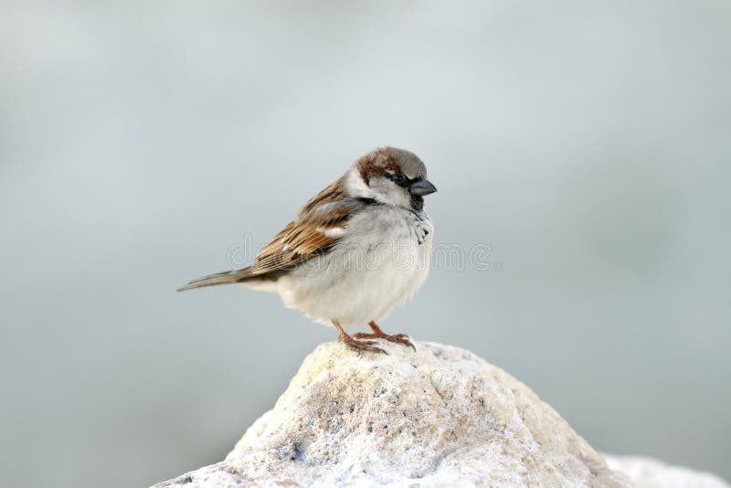 Pardal pousado numa rocha calcária imagem de stock