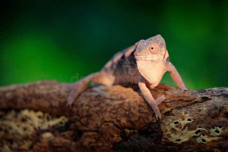 Pardalis de Furcifer, camaleão da pantera que senta-se no ramo no habitat da floresta Réptil verde endêmico bonito exótico com TA imagem de stock Pardalis de Furcifer, camaleão da pantera que senta-se no ramo no habitat da floresta Réptil verde endêmico bonito exótico com TA imagem de stock