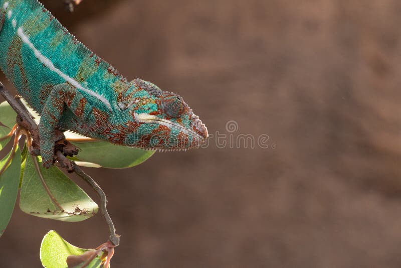 Pardalis de Furcifer de caméléon de panthère du Madagascar, été perché sur une branche photo libre de droits Pardalis de Furcifer de caméléon de panthère du Madagascar, été perché sur une branche photo libre de droits