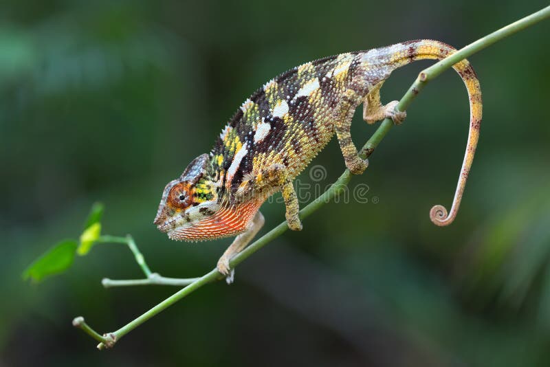 Pardalis Furcifer χαμαιλεόντων πάνθηρων στοκ εικόνα Pardalis Furcifer χαμαιλεόντων πάνθηρων στοκ εικόνα