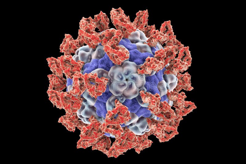 Parechovirus con le molecole allegate di integrina