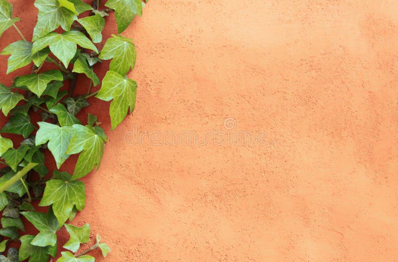 Mediterranean wall with ivy plant as background. Mediterranean wall with ivy plant as background