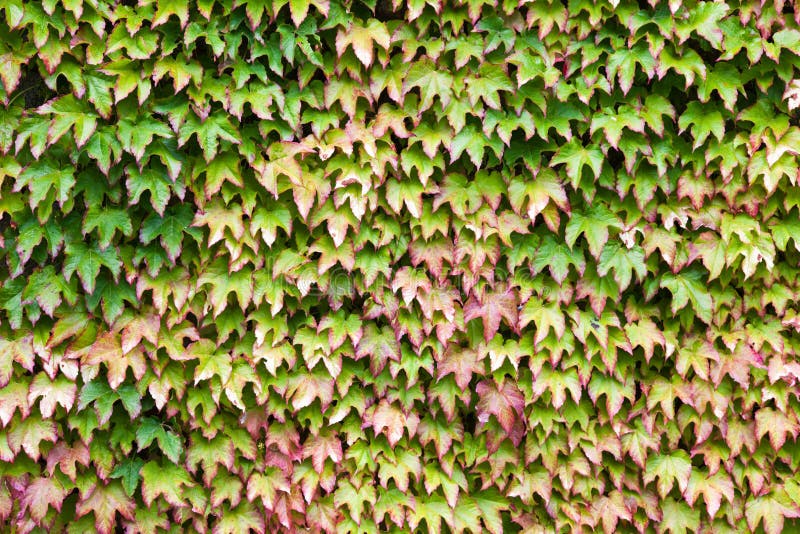 Fotomural Con Una Bella Enredadera De Hiedra Que Trepa Por La