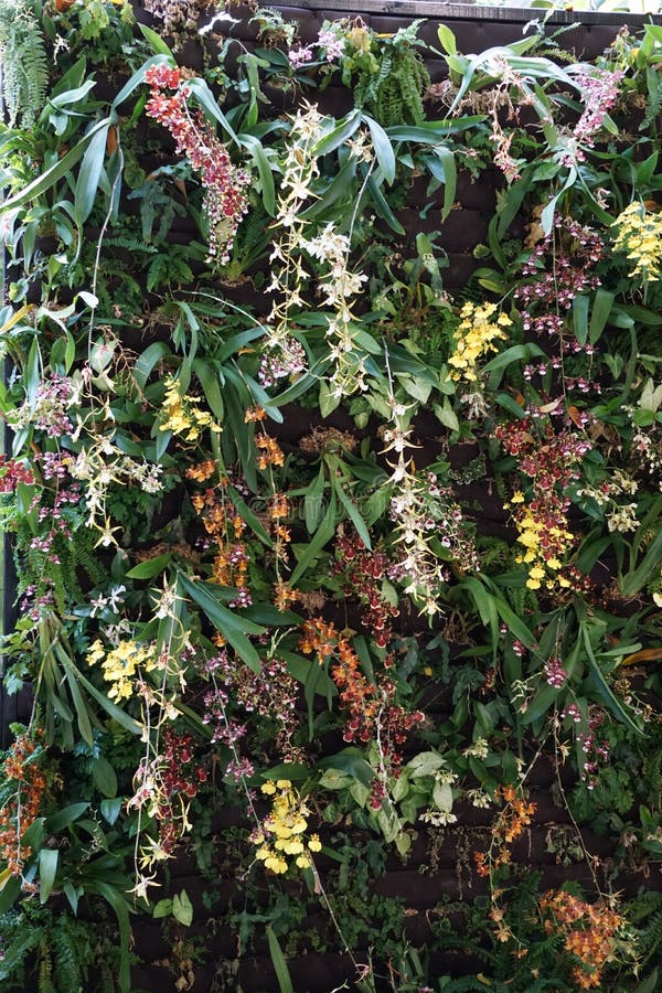Parede bonita de orquídeas coloridas. A oxidação, amarelo, laranja, rosa, roxo, verde, Borgonha toda mostra nesta parede colorida de orquídeas de florescência nos jardins botânicos dos E. U.