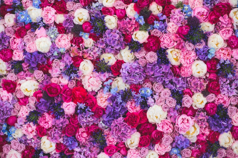 Beautiful wall made of red violet purple flowers, roses, tulips, press-wall, abstract background wallpaper. Beautiful wall made of red violet purple flowers, roses, tulips, press-wall, abstract background wallpaper