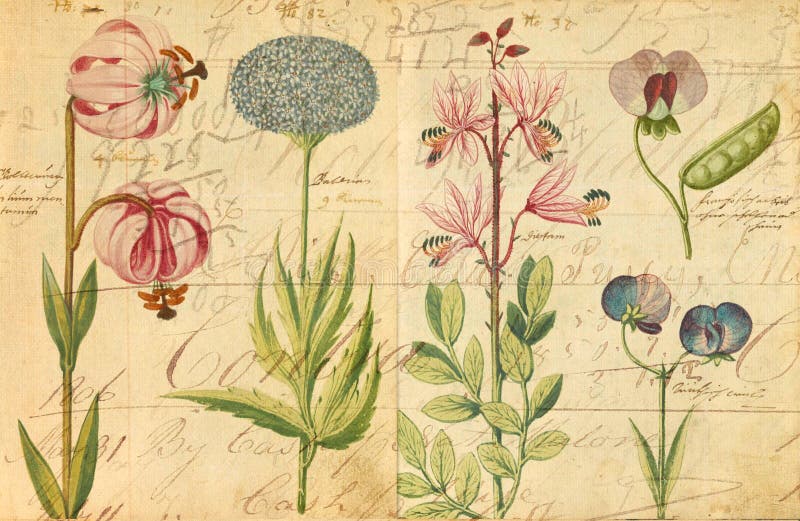 Parede botânica antiga Art Print Illustration