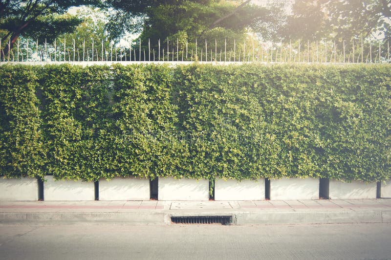 Parede da árvore foto de stock