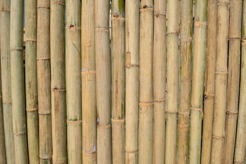 Parede de bambu fotografia de stock Parede de bambu fotografia de stock
