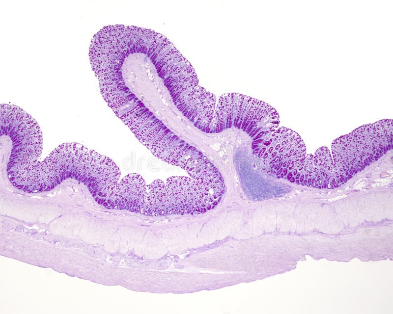 Human colon. The LieberkÃ¼hn crypts of mucosa show many goblet cells stained with the PAS method. The submucosa show a lymphoid follicle and few adipocytes. Below are the two muscular layers. Human colon. The LieberkÃ¼hn crypts of mucosa show many goblet cells stained with the PAS method. The submucosa show a lymphoid follicle and few adipocytes. Below are the two muscular layers