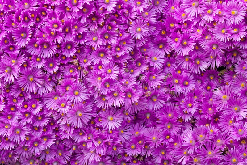Parede de flores roxas imagem de stock Parede de flores roxas imagem de stock