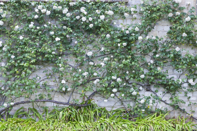 White flowering roses climbing stone wall in an English summer garden. White flowering roses climbing stone wall in an English summer garden