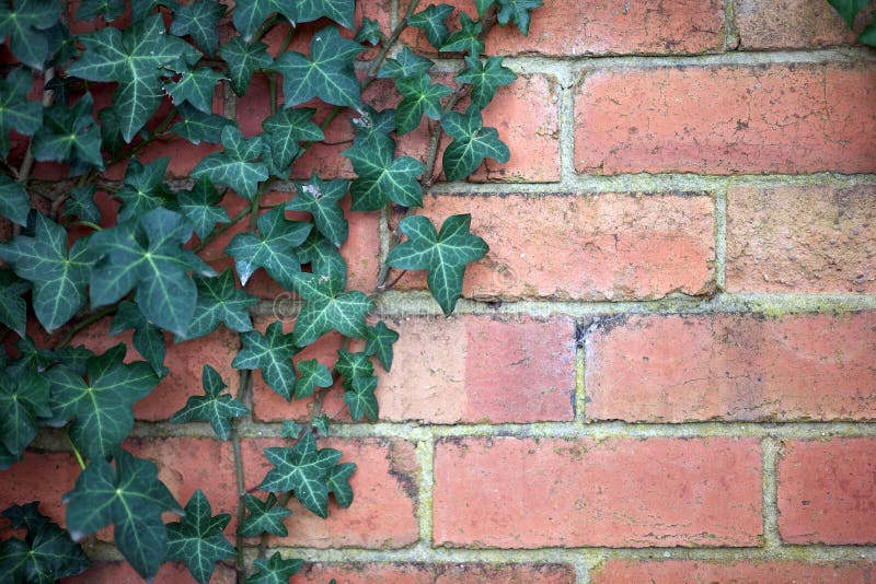 Parede de tijolo com hera fotos de stock royalty free