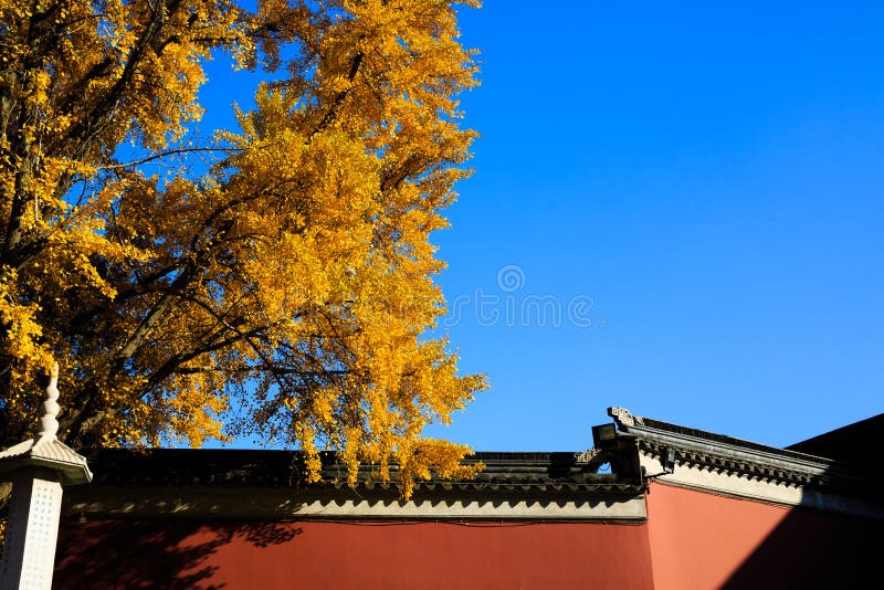 Parede e c? u da? rvore fotos de stock royalty free