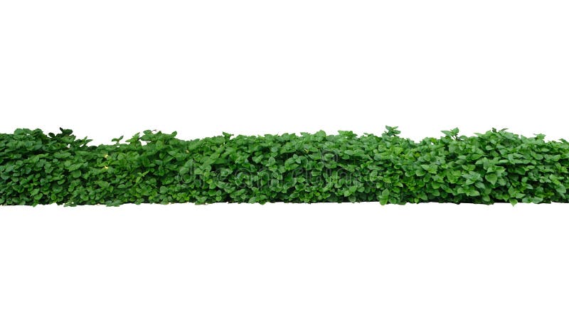 Parede verde com cerca de árvores e floreira de betão foto de stock royalty free