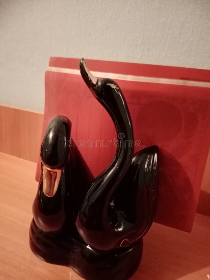 Pareja de cisnes negros sin vidrio fotos de archivo Pareja de cisnes negros sin vidrio fotos de archivo