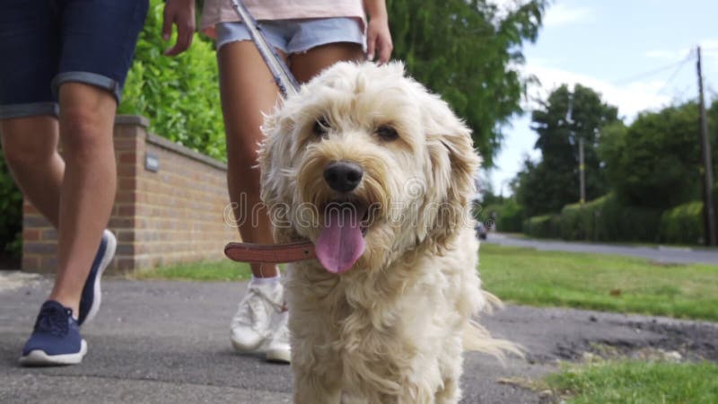 Pareja joven caminando hacia una cámara con un perro de cacao para mascotas