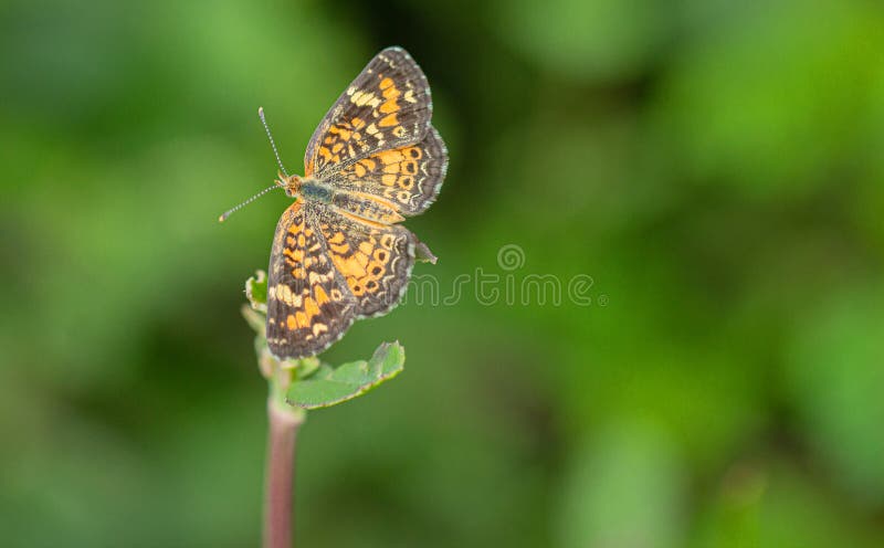 Parelhalve maan, Phyciodes-tharos, op de Bloem van het Kikkerfruit, Seminole, Florida stock fotografie Parelhalve maan, Phyciodes-tharos, op de Bloem van het Kikkerfruit, Seminole, Florida stock fotografie