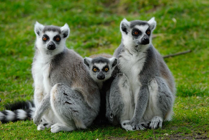 Parents and baby ring-tailed lemur