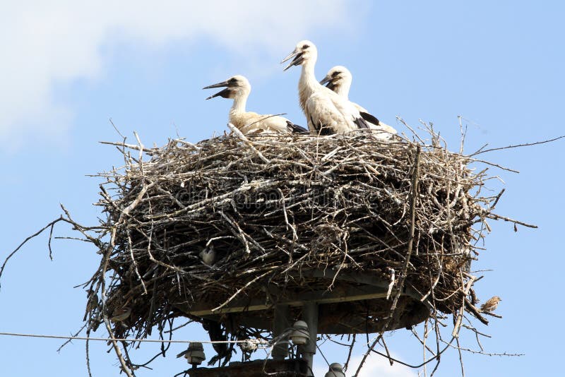 Parents and their fledglings wildlife. Large nest of baby storks