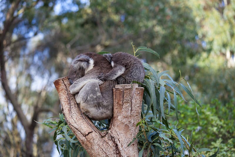 Pares bonitos do abraço de mãe australiana das coalas e seu de bebê que dormem em uma árvore de eucalipto imagens de stock Pares bonitos do abraço de mãe australiana das coalas e seu de bebê que dormem em uma árvore de eucalipto imagens de stock