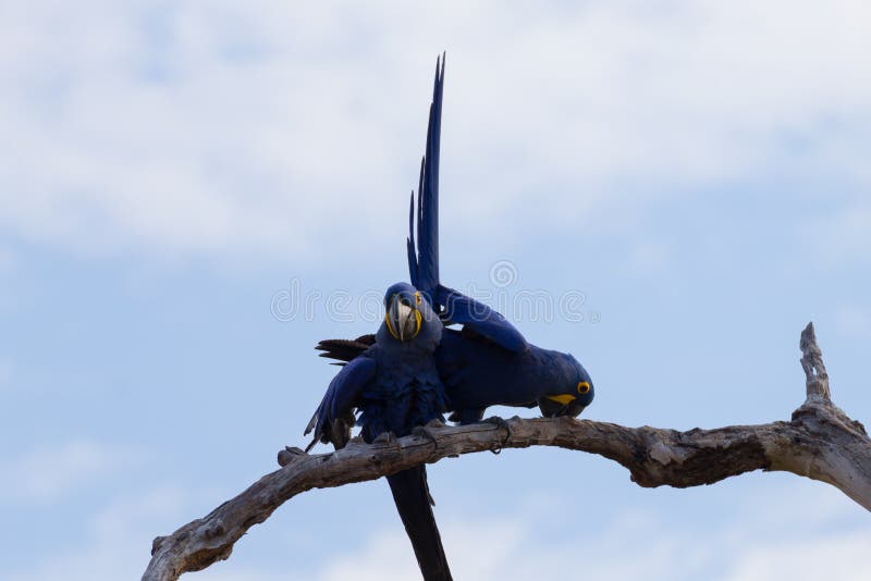 Papagaio de Kea foto de stock. Imagem de jogos, papagaio - 103429574