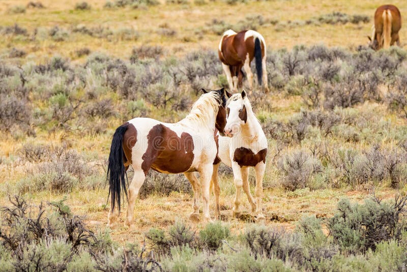 Cavalo selvagem do mustang imagem de stock. Imagem de coma - 114744587