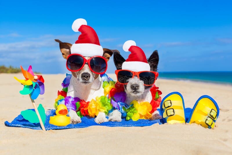 Pares de cães em férias de verão do Natal imagem de stock Pares de cães em férias de verão do Natal imagem de stock