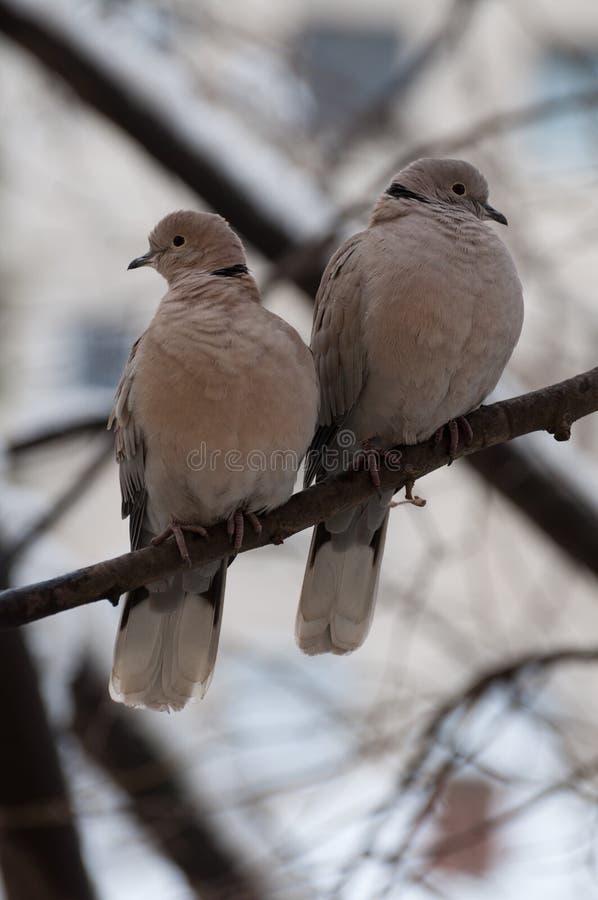 Pares de decaocto agarrado eurasiático del Streptopelia de las palomas que mira la cámara en el medio de invierno frío fotos de archivo libres de regalías Pares de decaocto agarrado eurasiático del Streptopelia de las palomas que mira la cámara en el medio de invierno frío fotos de archivo libres de regalías