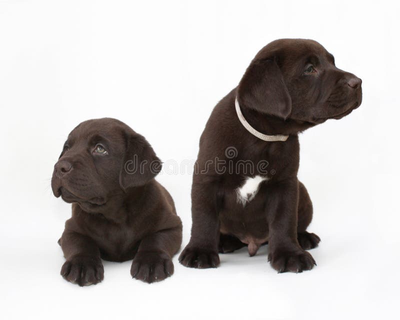 Pares de filhotes de cachorro do retriever de Labrador do chocolate imagem de stock royalty free Pares de filhotes de cachorro do retriever de Labrador do chocolate imagem de stock royalty free