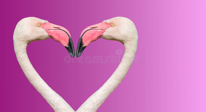 Pares de flamingos de Rosy Chilean que fazem o cora??o de amor no fundo liso do inclina??o foto de stock royalty free Pares de flamingos de Rosy Chilean que fazem o cora??o de amor no fundo liso do inclina??o foto de stock royalty free
