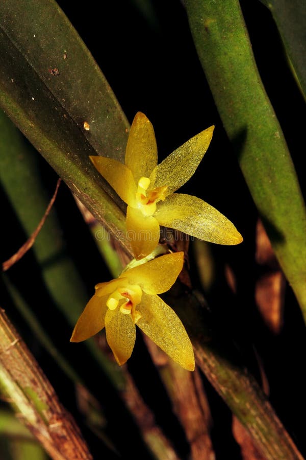 Pares De Flor Amarela Pequena Da Orquídea Foto de Stock - Imagem de frutas,  consideravelmente: 93727724