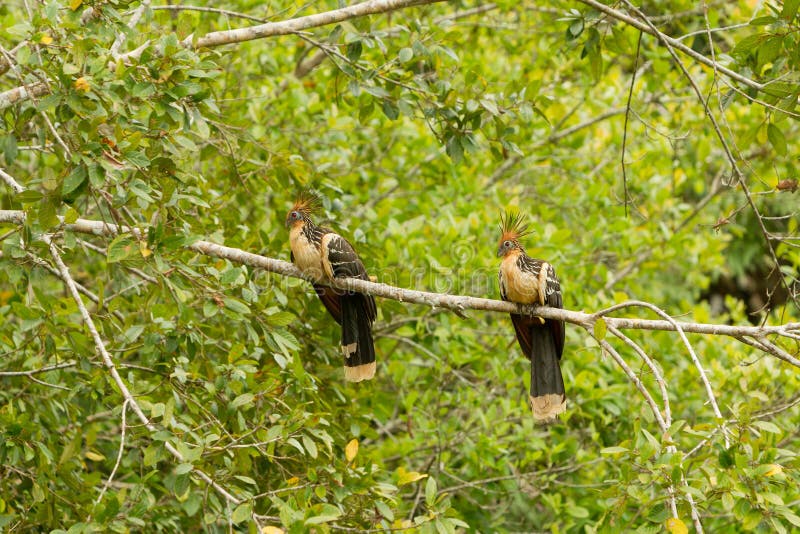 Pares de Hoatzin no selvagem imagem de stock royalty free Pares de Hoatzin no selvagem imagem de stock royalty free